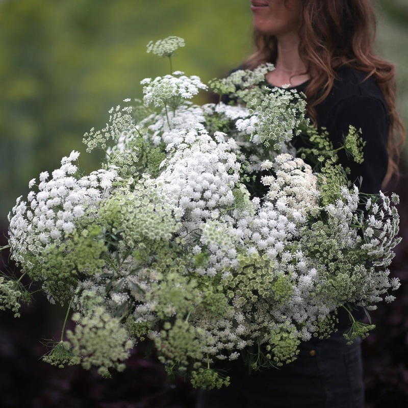Ammi Select White