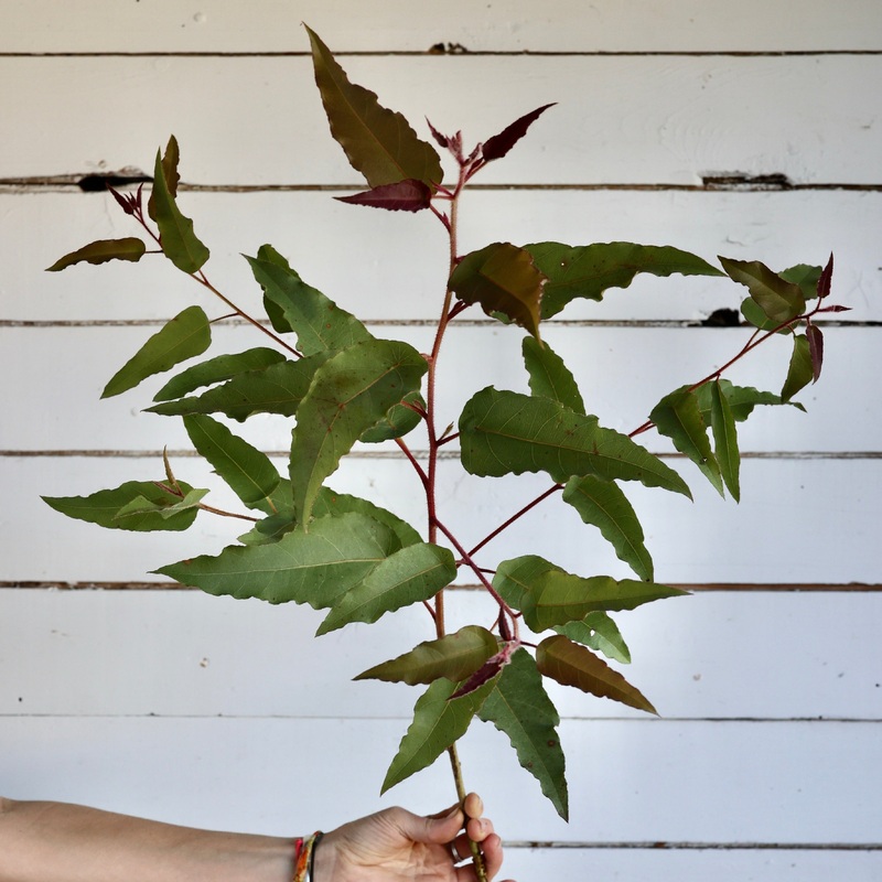 Eucalyptus Lemon Bush