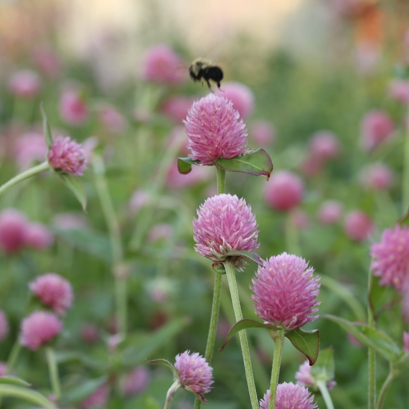 Gomphrena QIS Pink
