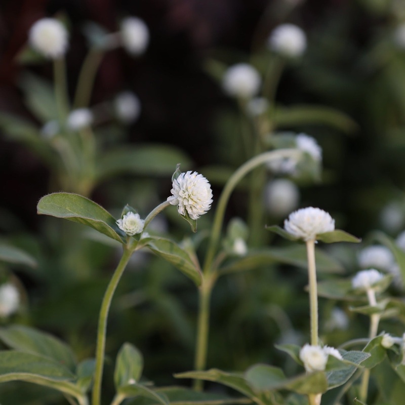 Gomphrena QIS White