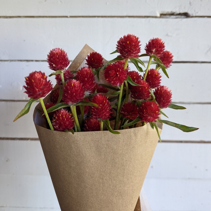 Gomphrena Strawberry Fields