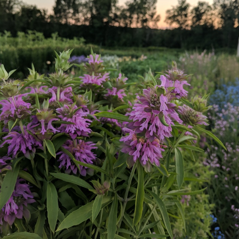 Monarde Lambada