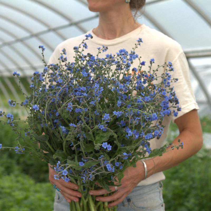 Myosotis Chinois Firmament
