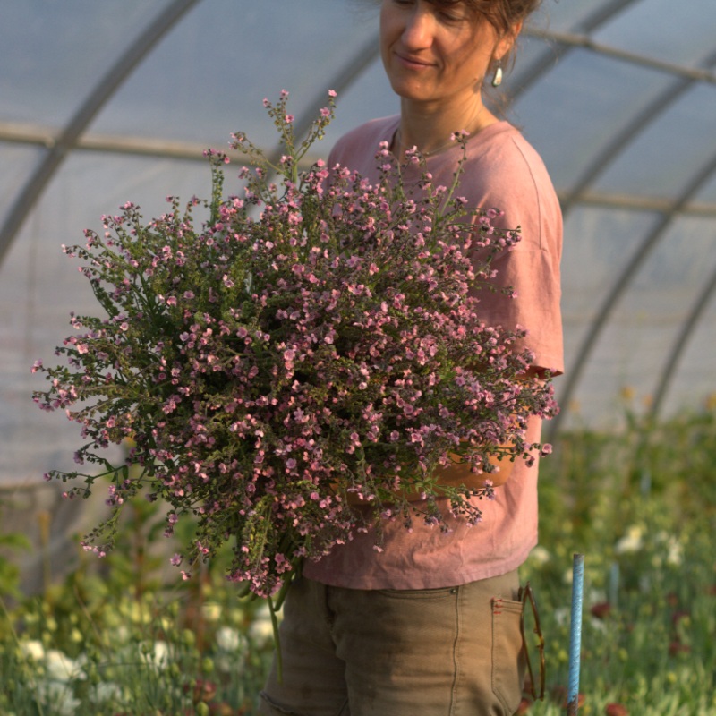 Myosotis Chinois Mystery Rose