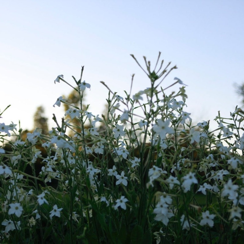 Nicotine Grandiflora