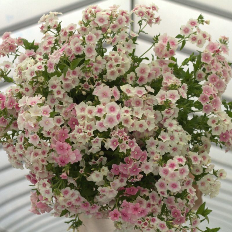 Phlox Blushing Bride