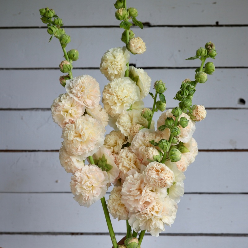 Rose trmire Peaches n’ Dreams