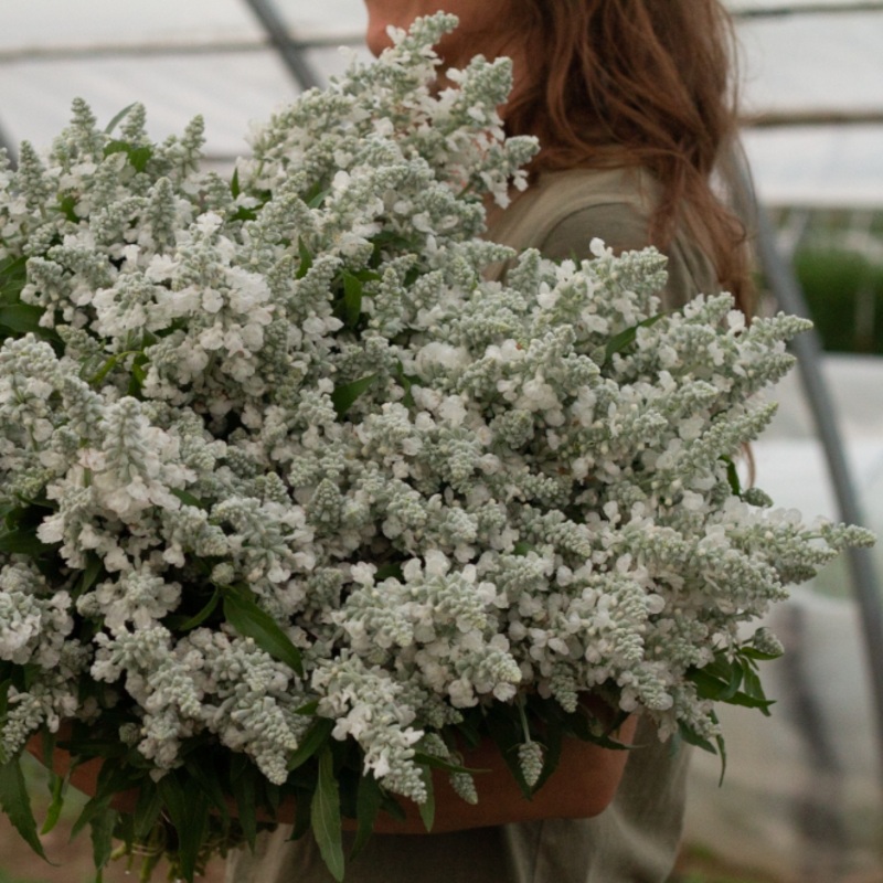 Sauge farineuse Evolution White