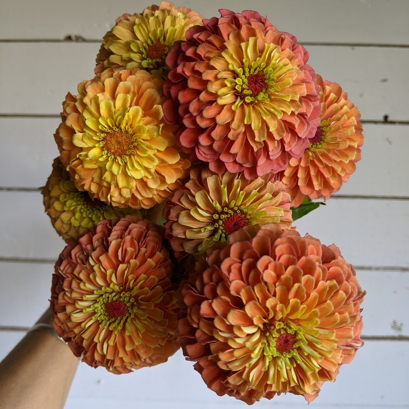 Zinnia Queen Lime Orange
