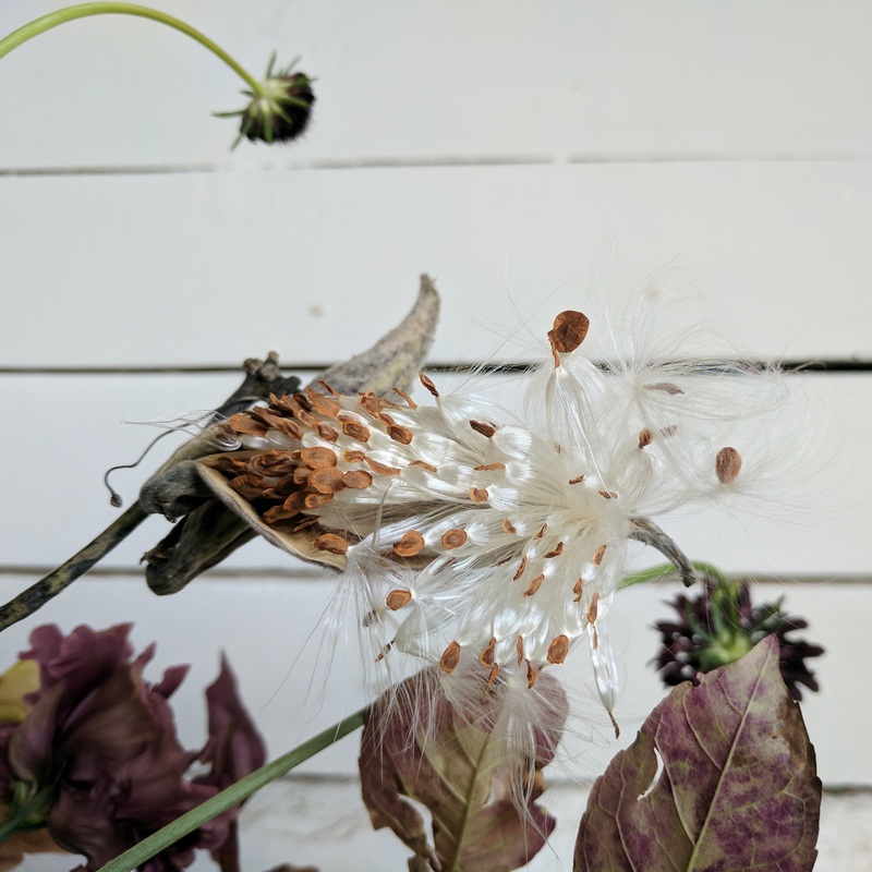 Asclpiade Swamp Milkweed