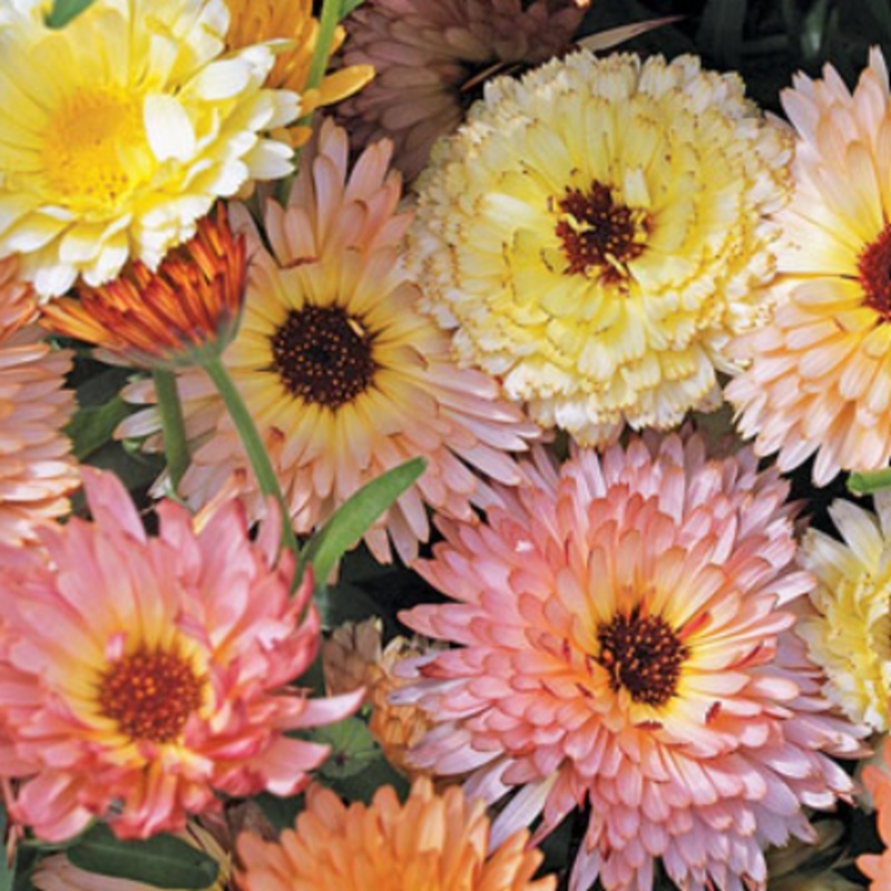 Calendule Cantaloupe