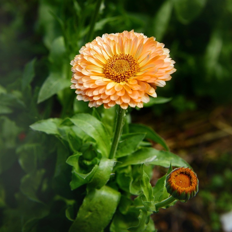 Calendule Pink Surprise