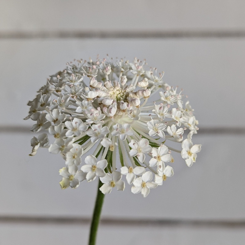 Didiscus Lacy White