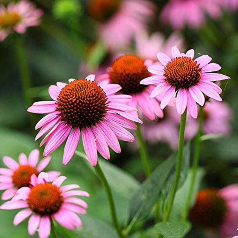 Echinace Purpurea