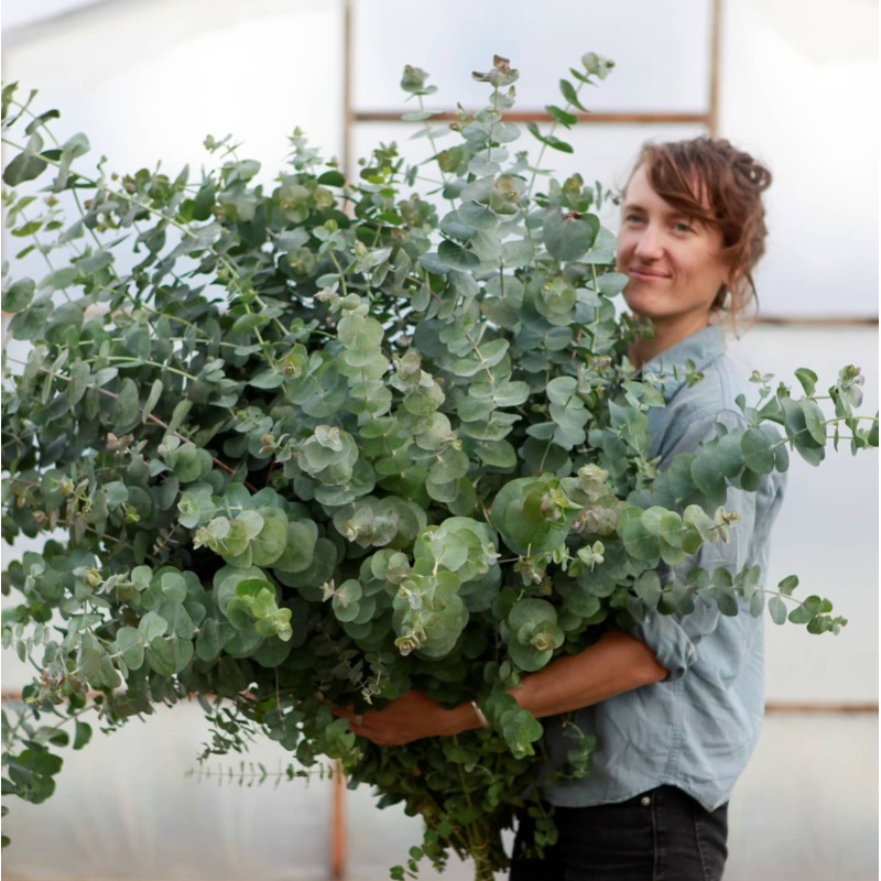 Eucalyptus Baby Blue