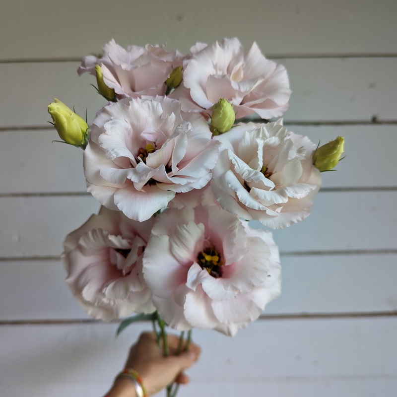 Lisianthus Corelli Light Pink F1