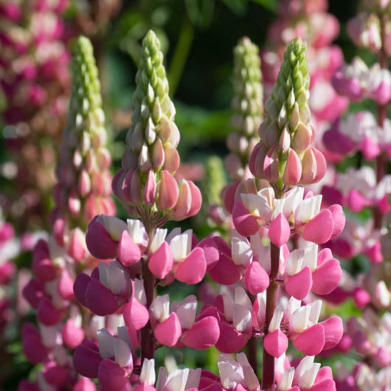 Lupin Chatelaine