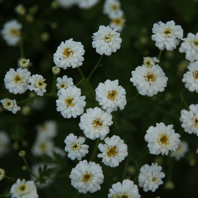 Matricaire Tetra White