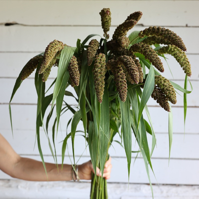 Millet Highlander