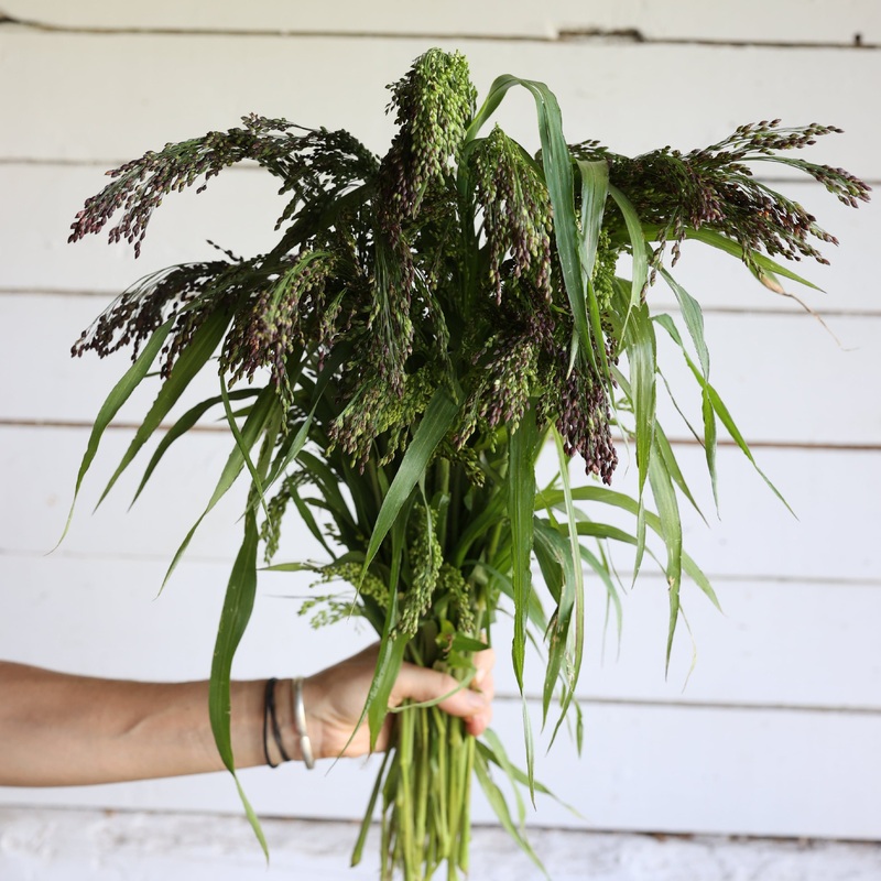 Millet violet Green Drops