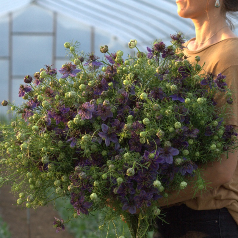 Nigelle Midnight