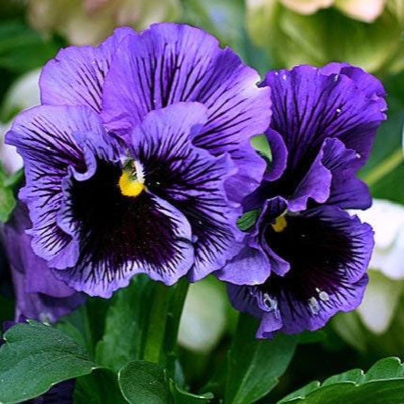 Pense Frizzle Sizzle Blue F1