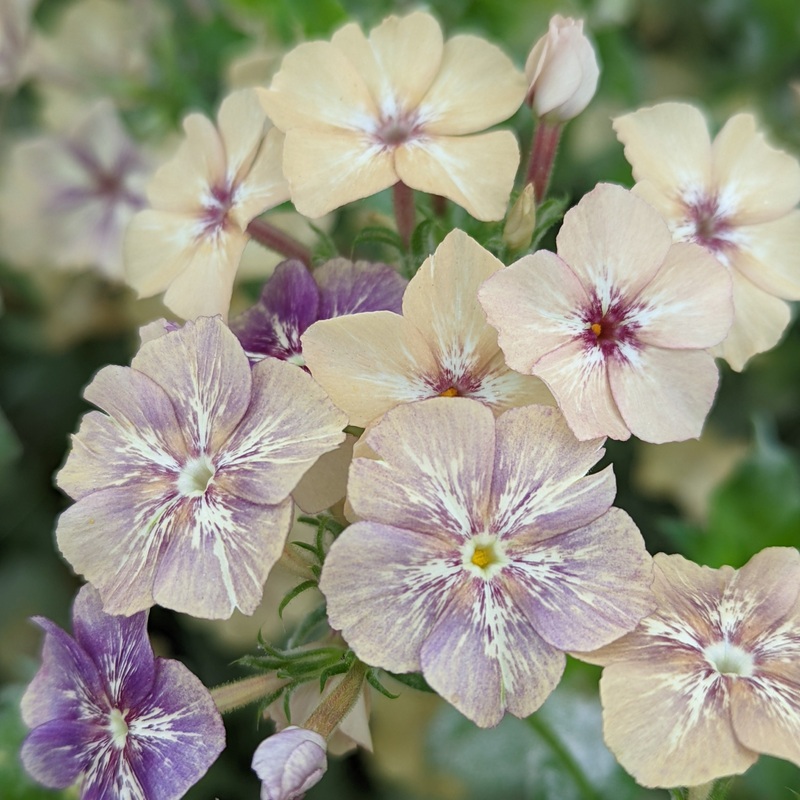 Phlox Sugar Star