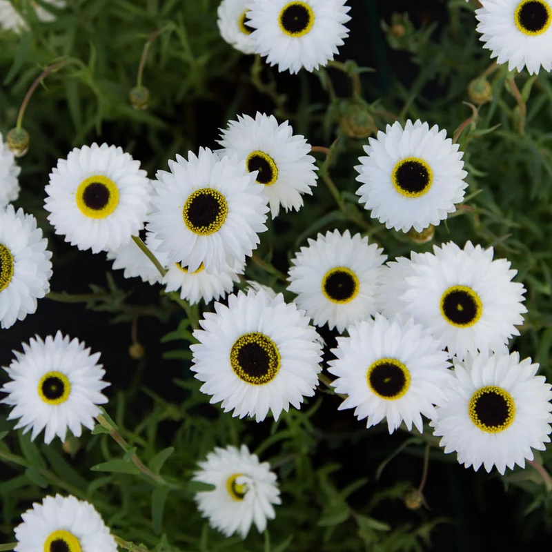 Rhodanthe Pierrot White