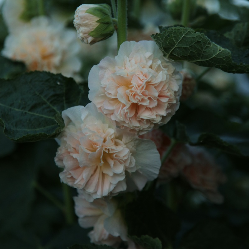 Rose trmire Chater’s Double Salmon Pink