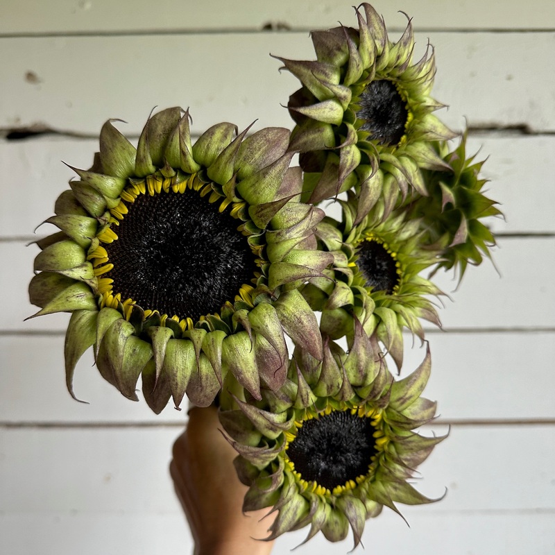 Tournesol Sunfill Purple F1