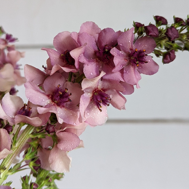 Verbascum Southern Charm