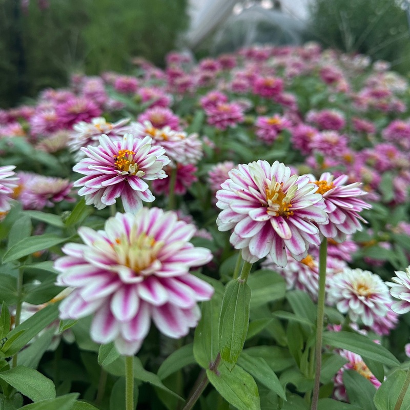 Zinnia Zahara Double Raspberry Ripple