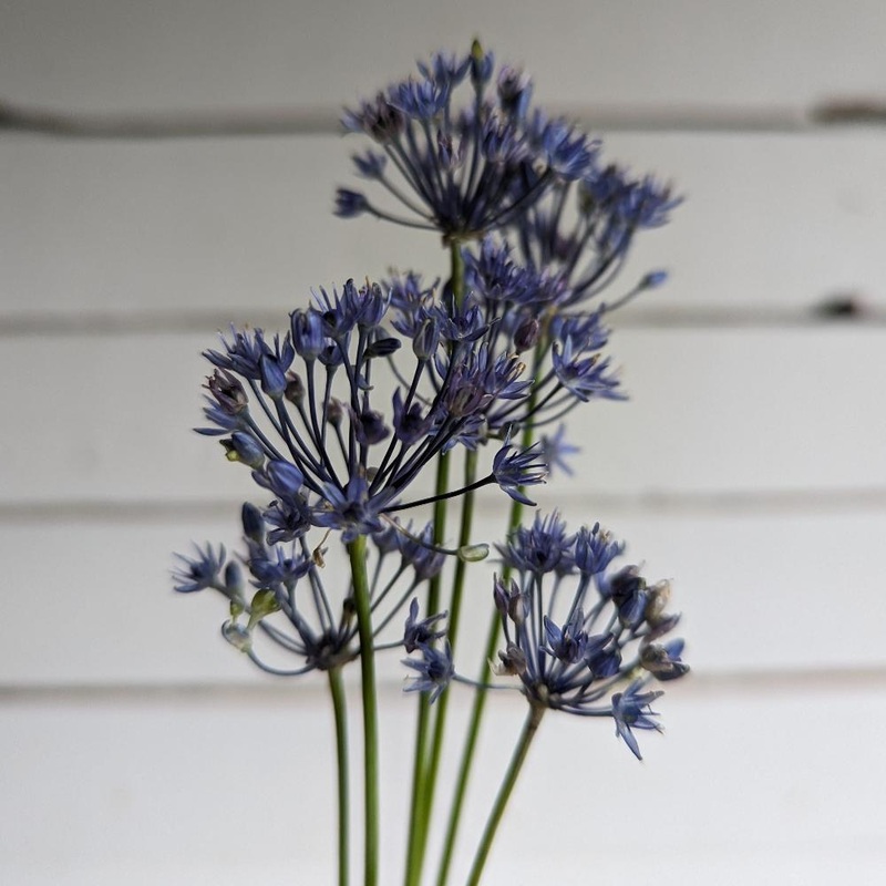Allium – Azureum