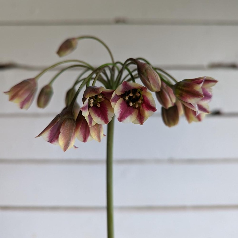Allium – Bulgaricum