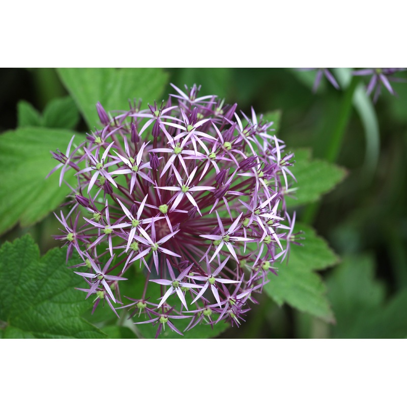 Allium – Christophii