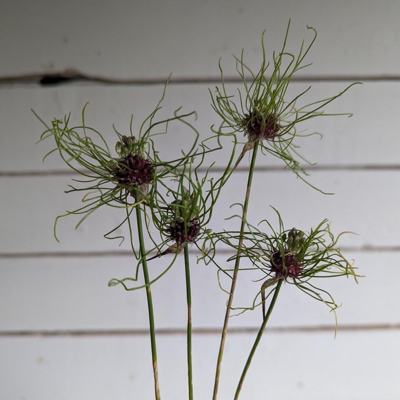 Allium – Hair