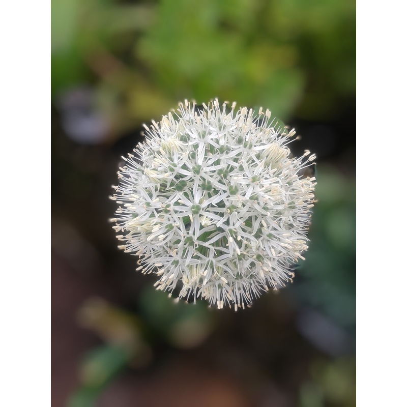 Allium – Mount Everest