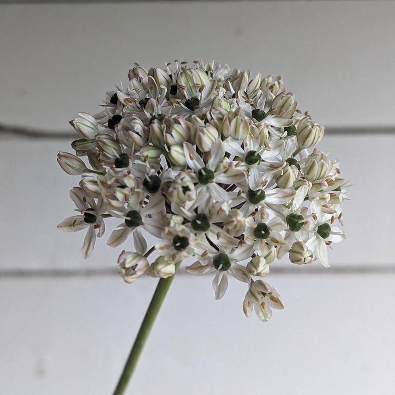Allium – Nigrum