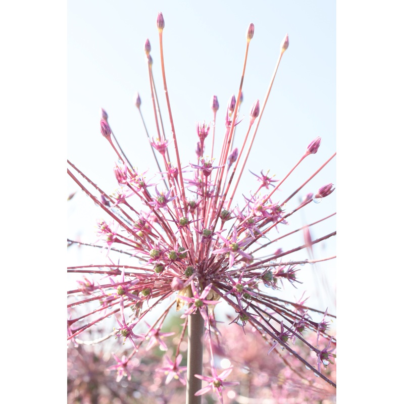 Allium – Schubertii