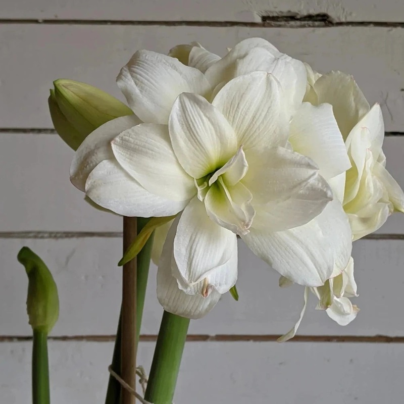 Amaryllis – Donner