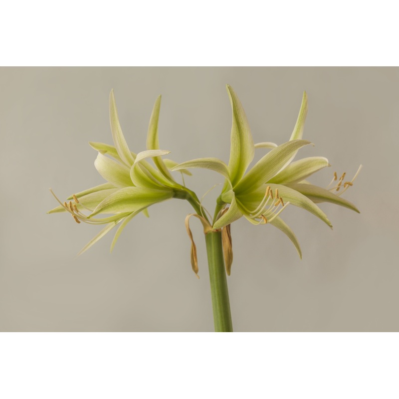 Amaryllis – Evergreen