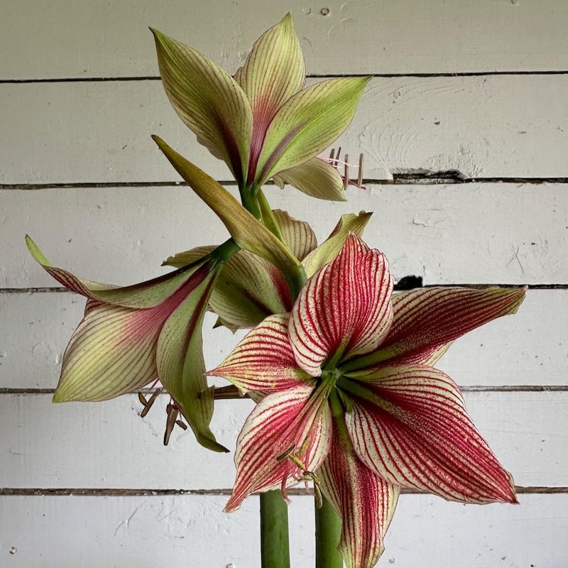 Amaryllis – Exotic Star