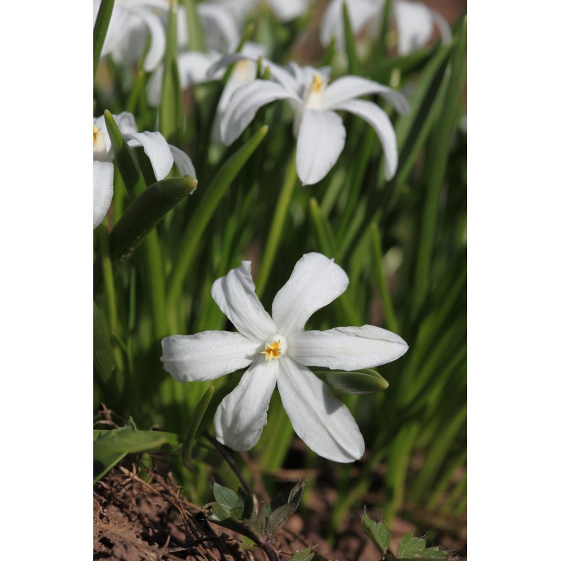 Chionodoxa Glory of the snow – Alba