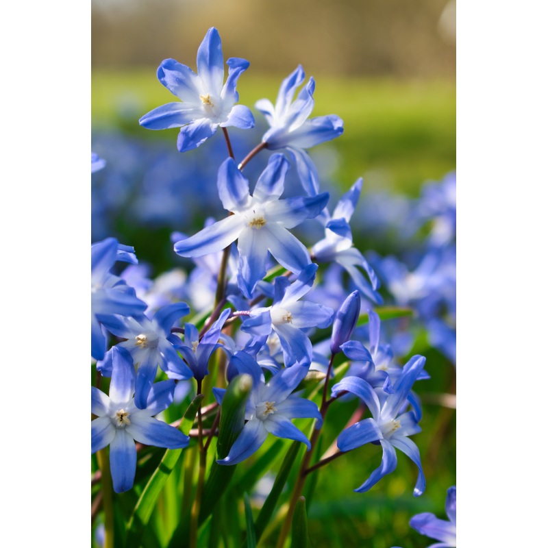 Chionodoxa Glory of the snow – Forbesii