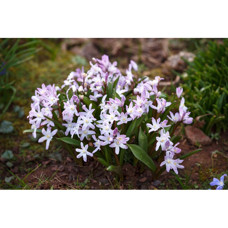 Chionodoxa Glory of the snow – Pink Giant