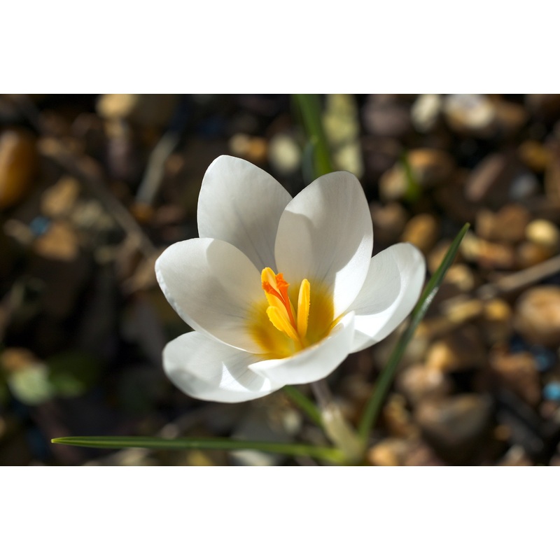 Crocus – Snowbunting