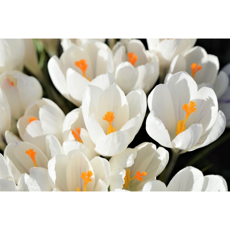 Crocus – Snowstorm