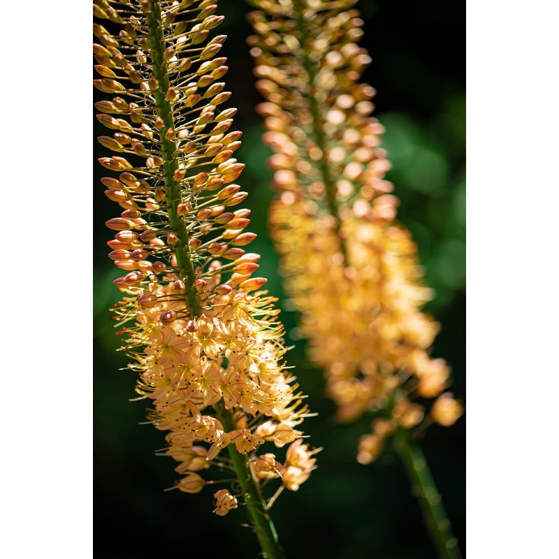 Eremurus – Isabellinus Pinokkio