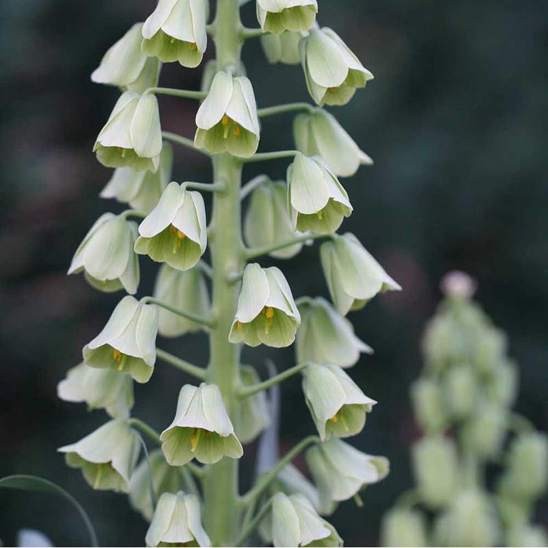 Fritillaire	– Ivory Bells