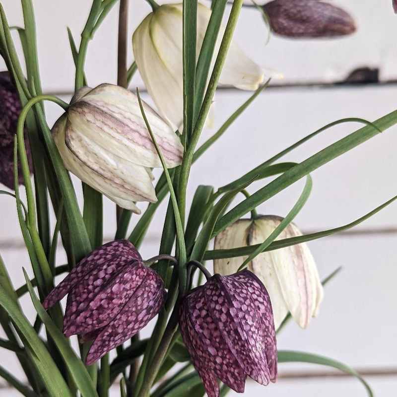 Fritillaire – Meleagris